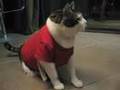 Fat Cat In A Little Shirt!!