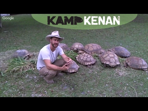 YouTube reptile video