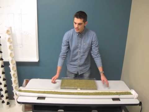 how to transplant into aquaponics