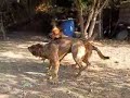 Juego de perras - Dana,Tula y Trufa