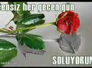 sarikaya barakli sarikaya barakli