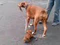 Tiny Dachsund plays with huge Boxer-Doberman Tiny Dachsund plays with huge Boxer-Doberman