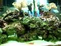 feeding time for 150 gallon satwater fish tank