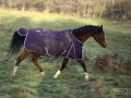 Arab horse liking her new field! Arab horse liking her new field!
