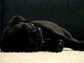 Sleepy Puppy 12, Cute things falling asleep, Sleepy Dog, Sleepy Animal, Funny Animals