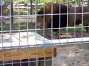 Aslan Asthma Aslan Asthma
