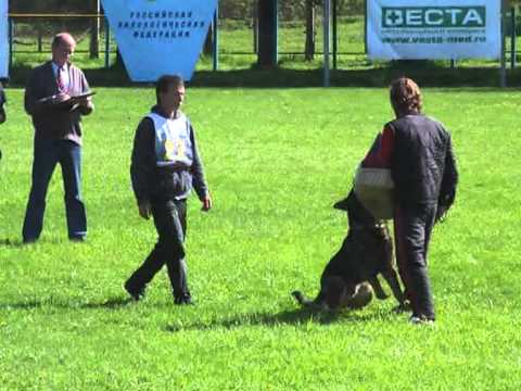 Перекопский Алексей, Carat vom Röhnsaler Bach C-89|Кинодром -2011 <br/>С-89