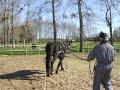 Quattar au débourrage