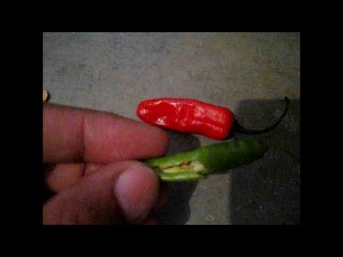 how to stop a jalapeno burn on skin