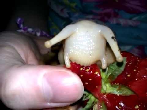 how to care for a giant african land snail