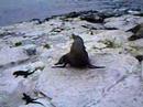 The galapagos sealion I The galapagos sealion I