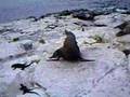 The galapagos sealion I