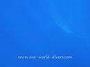 whale shark