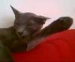isn't she korat?