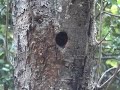 COMESEBO GRANDE Pygarrichas albogularis