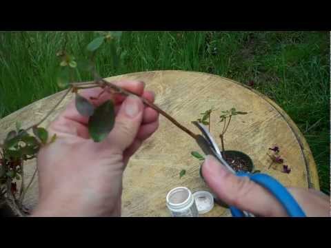 how to transplant wild azaleas