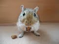 Rennmaus