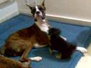 Gentle Boxers