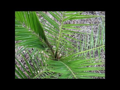 how to transplant phoenix canariensis