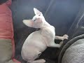 Zoose the sphynx
