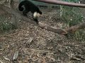 Lulu and the evil pinecone
