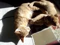 alosha and viggo playing, conor's sausalito is the soundtrack!