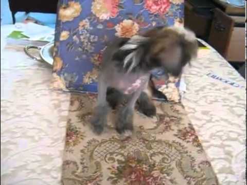 Adorable Chinese Crested Boy!