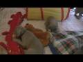 Weimaraner pups puppies playing fighting litter dogs hunting dogs