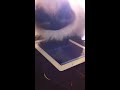 Click here to watch this video Friskies JitterBug and Ragdoll Cat