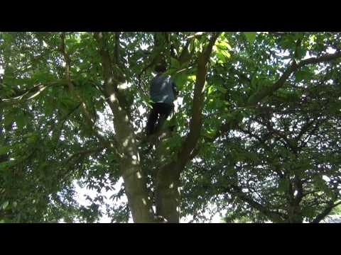 amecon - The epic rescue mission of a Boomerang that got stuck in a tree.