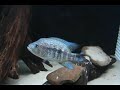 Parachromis Dovii