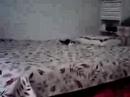 Yars video Yars video