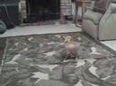 Chico the Chihuahua doesn\