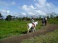 videos de reinier gabriel horseback riding