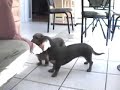 Lauren Passarelli Tricks with my Dachshunds, Natalie & Carly Lauren Passarelli Tricks with my Dachshunds, Natalie & Carly