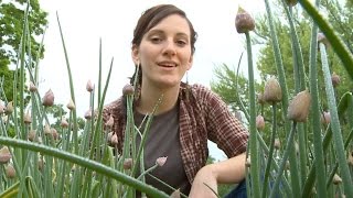 Planting and Growing Chives
