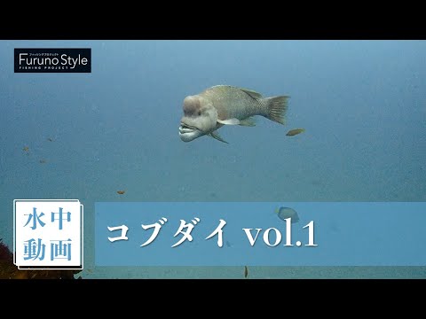 コブダイ vol.1