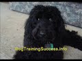 Dog Training and Obedience Success 1