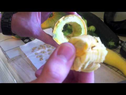 how to collect yellow squash seeds