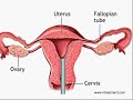 Infertility is defined as the inability of a couple to conceive after one year of un- protected sex. One of the common cause of infertility is a block in the fallopian tube. Till recently this problem required microsurgery and results after surgery was never very good. Over the recent years interventional radiology techniques have been extended to remove these blocks. The procedure is done under mild sedation and the patient is discharged after a few hours.