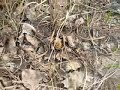 Sand Dune Morels