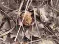 Sand Dune Morels