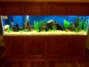videos de My 300 Gallon Fish Tank - Oscars and More (part 2)