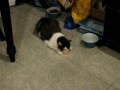 Sleepy Kitty