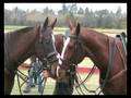 Windsor Polo Club