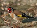 le chardonneret le chardonneret