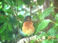 le chardonneret �l�gant (carduelis carduelis, linnaeus, 1758) est un petit oiseau partiellement migrateur, tr�s bariol�, de la famille des fringillid�s. le chardonneret adulte ainsi que le juv�nile ont le bec rose p�le, pointu, effil�, et la queue fourchue. l'adulte a le visage rouge �carlate, entour� de blanc et de noir, le dos et les flancs bruns, la queue noire avec des taches blanches et le croupion blanc. ses ailes sont noires ray�es d'une large bande d'un jaune vif. le dimorphisme sexuel est tr�s peu marqu� chez cette esp�ce. les seules marques qui permettent de bien diff�rencier le m�le de la femelle sont que cette derni�re est un petit peu moins bariol�e que le m�le, et que le plumage rouge de sa face ne passe pas derri�re les yeux contrairement au m�le. l'adulte mesure environ 20 � 25 cm d'envergure, une douzaine de centim�tres de long et p�se de 14 � 18 g. 

rossignol de mes amours
paroles : raymond vincy       musique : francis lopez        (1951)

il �tait une fois une fille de roi
au c?ur plein de tristesse
enferm�e nuit et jour
au sommet d'une tour
elle pleurait toujours
un jour, prenant son vol,
un gentil rossignol
vint dire � la princesse
