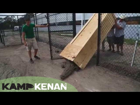 YouTube reptile video