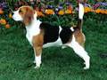 BEAGLE PUPPIES