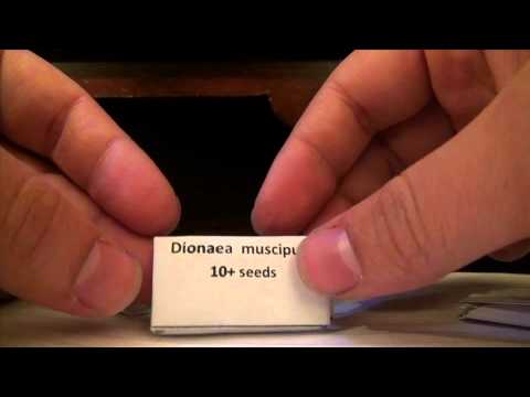 how to harvest venus flytrap seeds